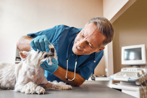 Best Emergency Wisdom Teeth Removal in Marion, TX